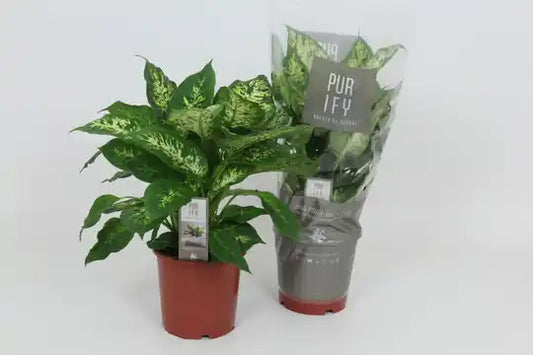 Dieffenbachia P21 Maroba Groenblijvende Kamerplant