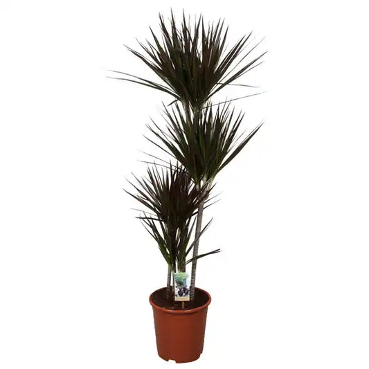 Dracaena Marginata Magenta Groenblijvende Kamerplant — P27