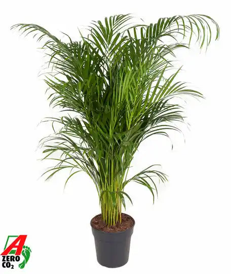 Dypsis Lutescens P24 Groenblijvende Kamerplanten