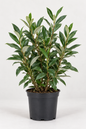 Eleagnus Ebbingei 40/50