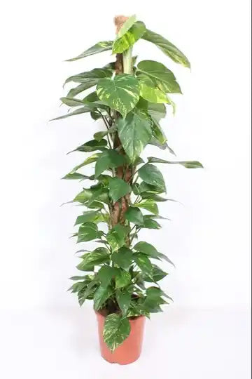 Epipremnum Aureum P27 Mosstok Groenblijvende Kamerplant