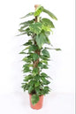 Epipremnum Aureum P27 Mosstok Groenblijvende Kamerplant