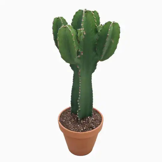 Euphorbia P31 Ingens Groenblijvende Kamerplanten