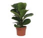 Ficus P17 Lyrata Bambino Groenblijvende Kamerplant