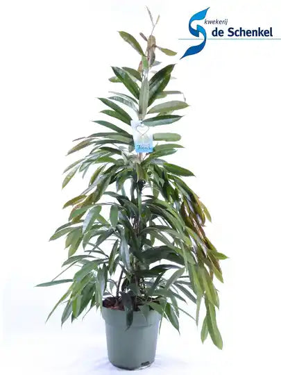 Ficus P27 binnendijkii Amstel King Groenblijvende Kamerplant