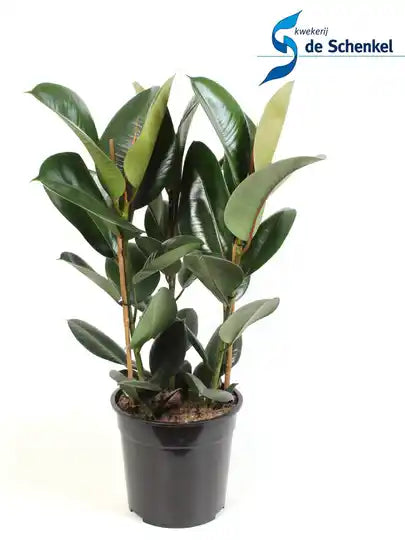 Ficus p27 Elas Mix Groenblijvende Kamerplant