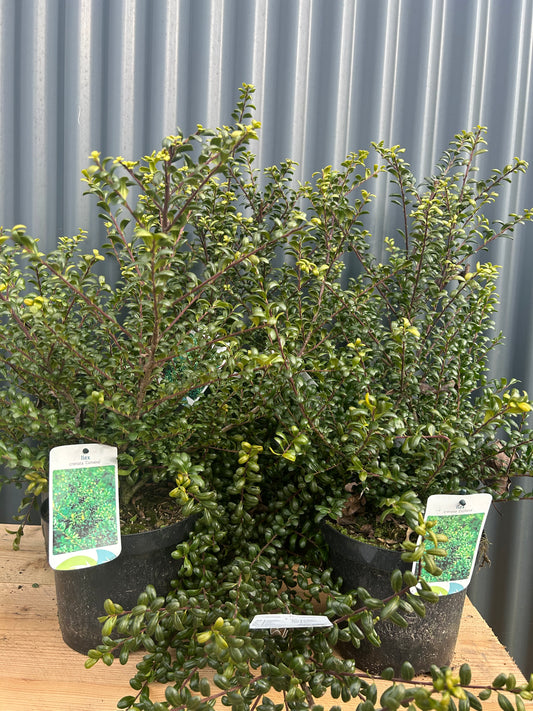 Ilex crenata Convexa