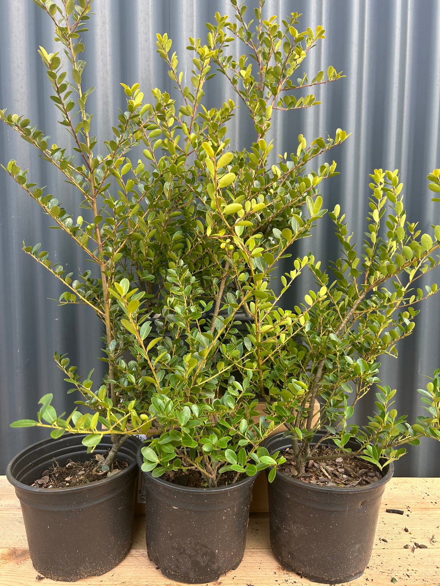 Ilex crenata green hedgde c2