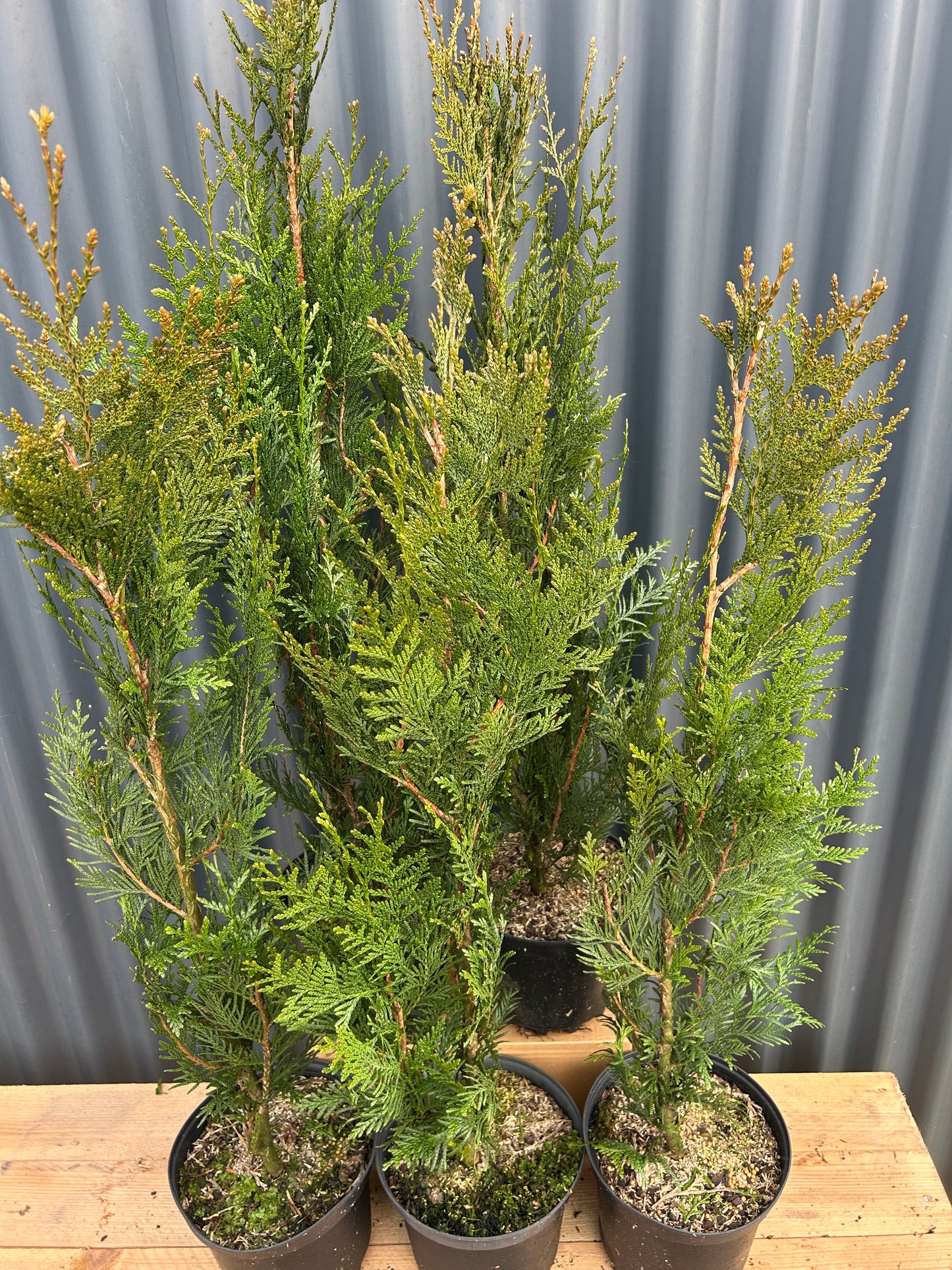 Thuja pl. Atrovirens D820L