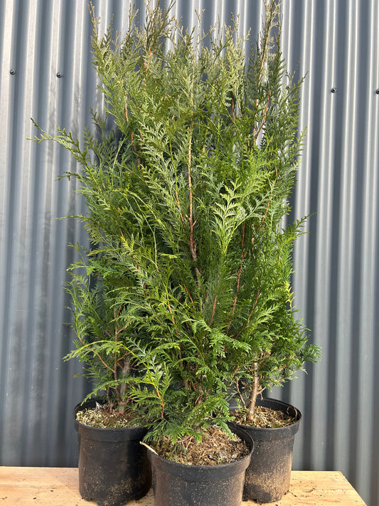 Thuja plicat atrovurens 100/120