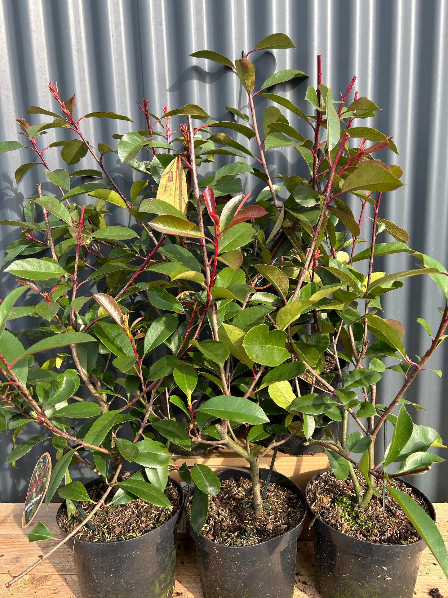 Photinia x Fraseri Red Robin