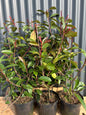 Photinia x Fraseri Red Robin