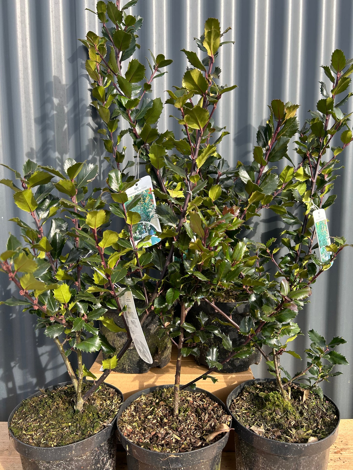 Ilex xmeserveae 'blue Prince'