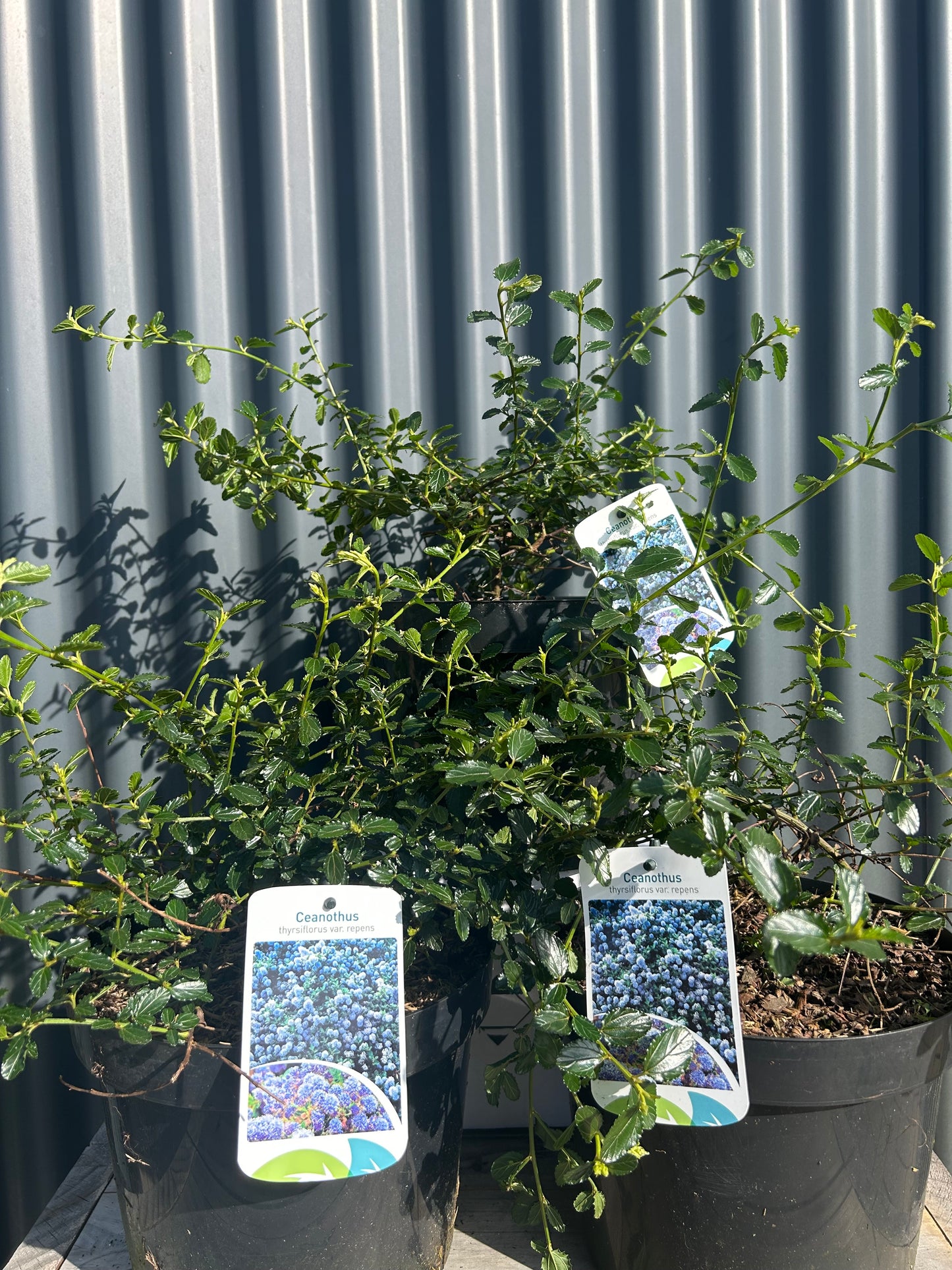 Ceanothus thyrsiflorus var.repens c5