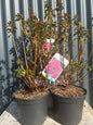 Azalea Japonica