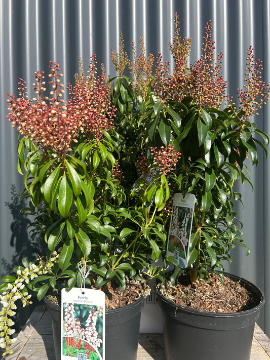 Pieris Japonica ''Bonfire''