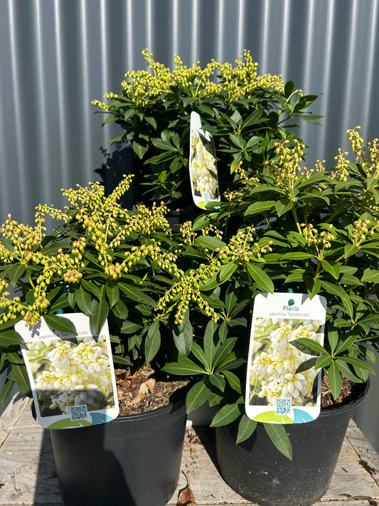 Pieris Japonica Sarabande