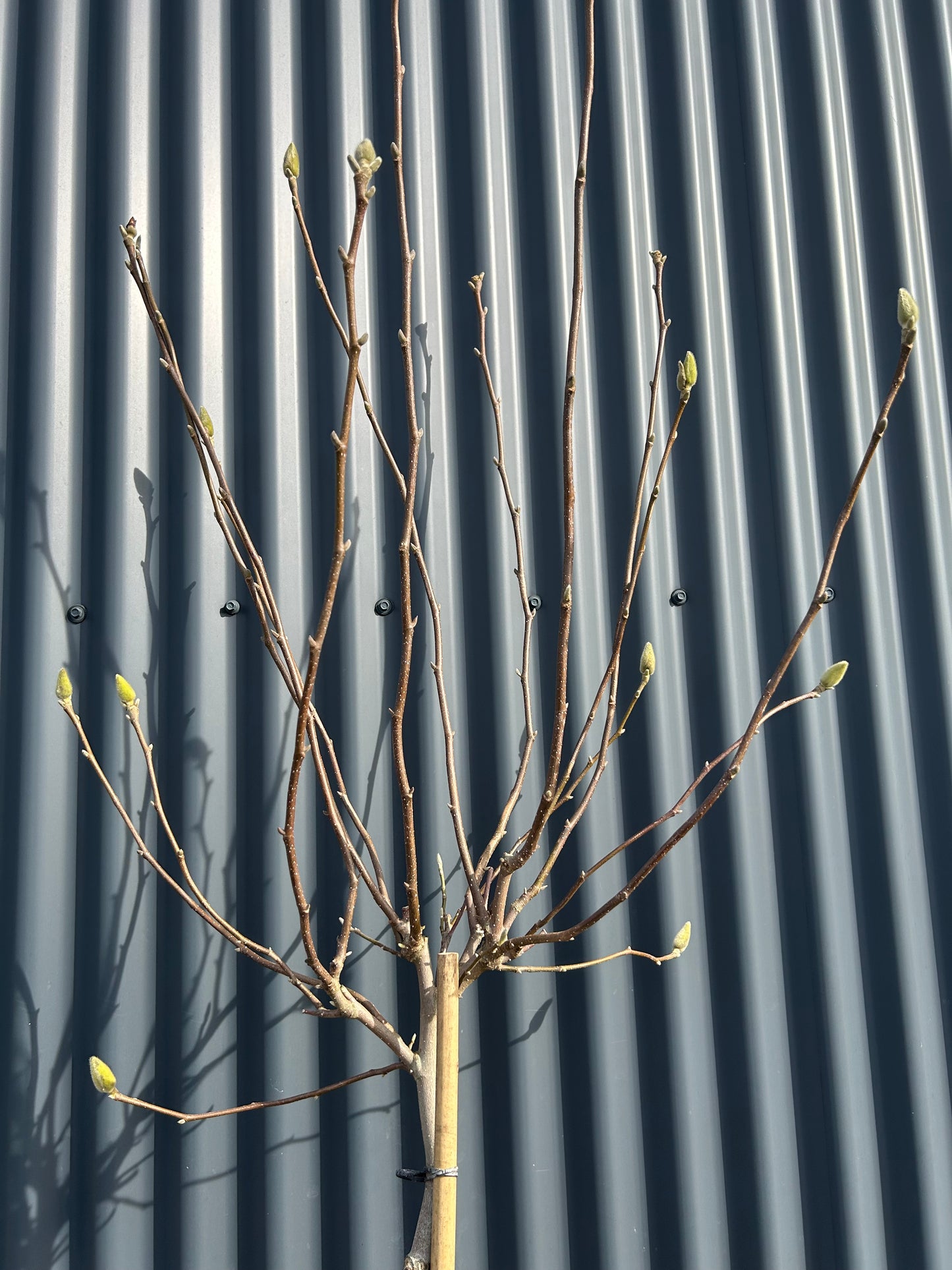 Magnolia Soulangeana 120cm halfst