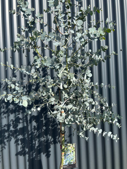 Eucalyptus Gunnii F Halfstam