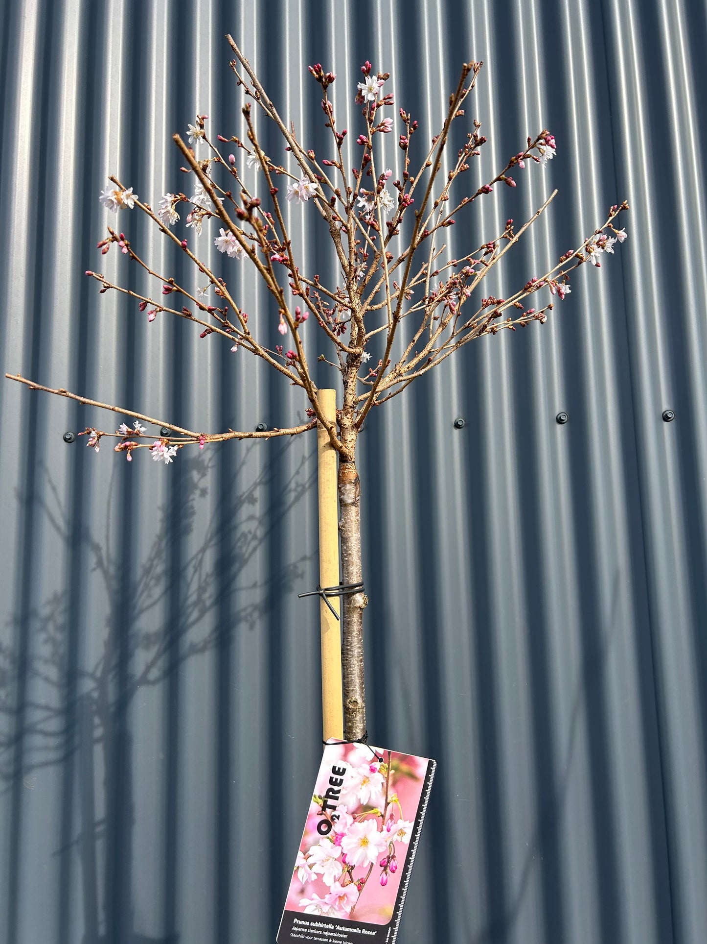 Prunus subhirtella 'Autumnalis Rosea'