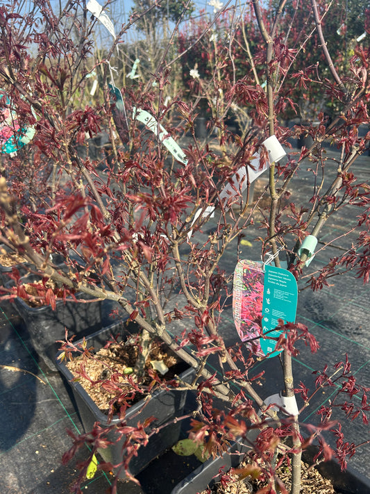 Acer palmatum 'Skeeter’s Broom' 100