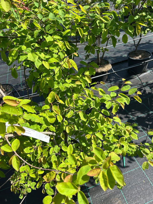 Amelanchier lam. Meerstammig 125-150cm