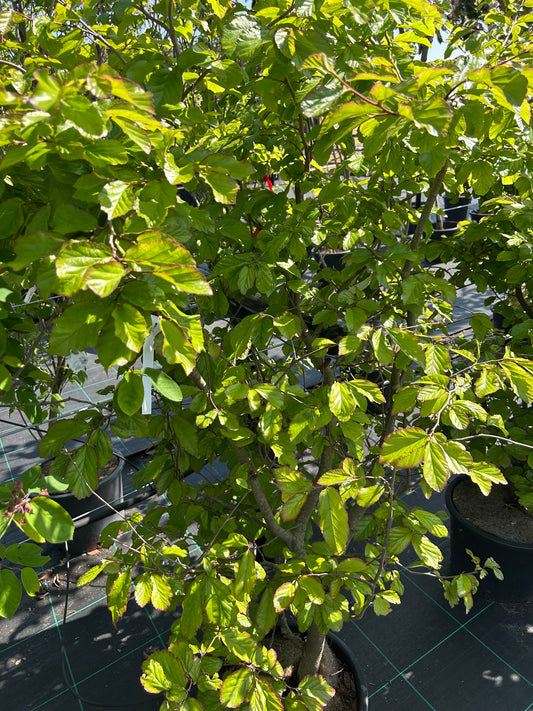 Parrotia persica 100-125cm meerstammig