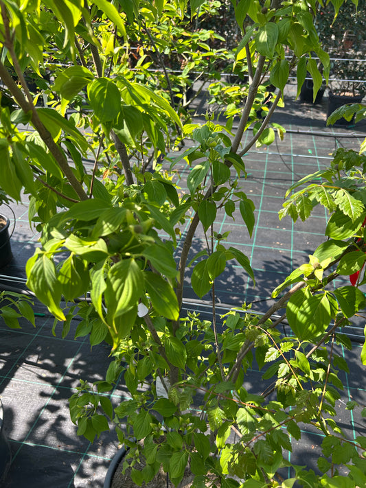 Cornus kousa 'China Girl' 150-175 cm