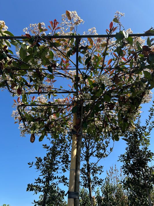 Photinia x fraseri 'Red Robin'  08-10