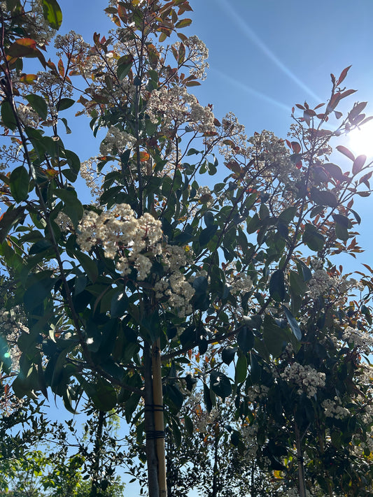 Photinia x fraseri 'Red Robin' 06-08 cm