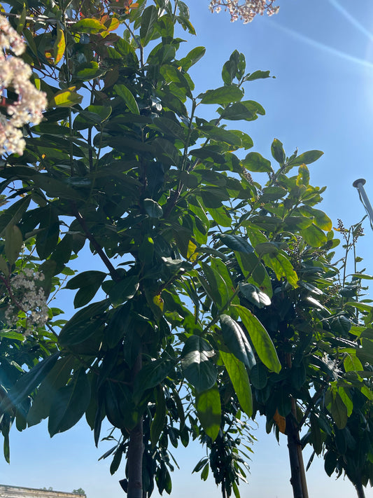 Prunus Laurocerasus novita 08-10