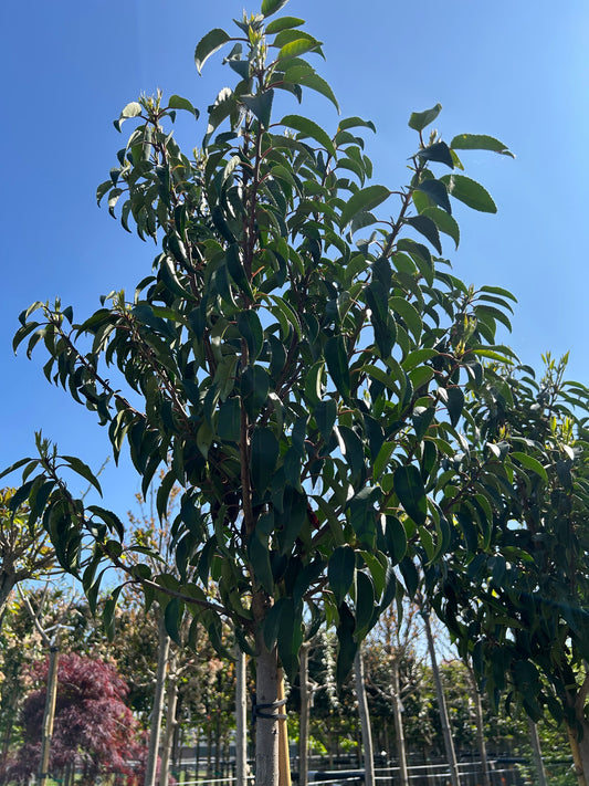 Prunus lusitanica 'Angustifolia' – 08-10