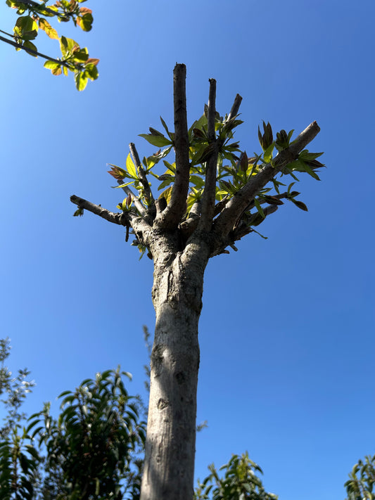 Catalpa bignonioides 'Nana' hoogstam
