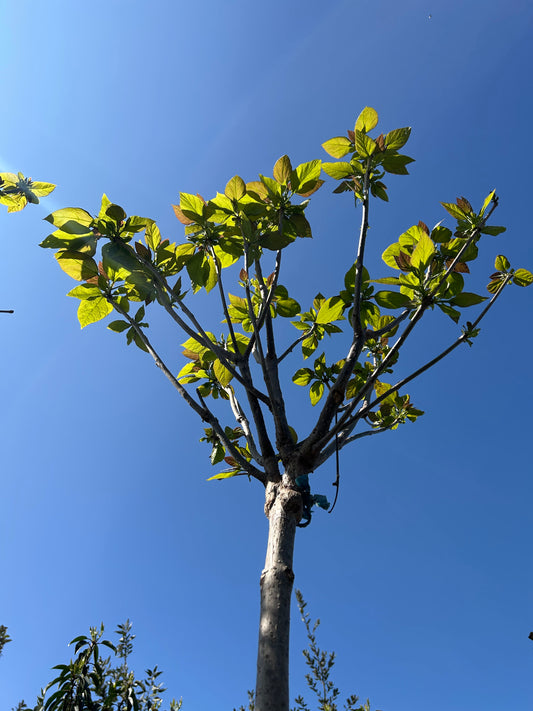 Catalpa bignonioides 'Nana' 180-200 cm