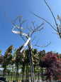 Albizia julibrissin 'Ombrella' 08-10