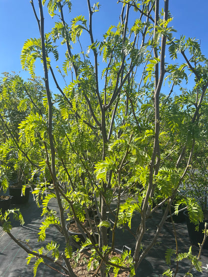 Gleditsia triacanthos 'Skyline' 200-250