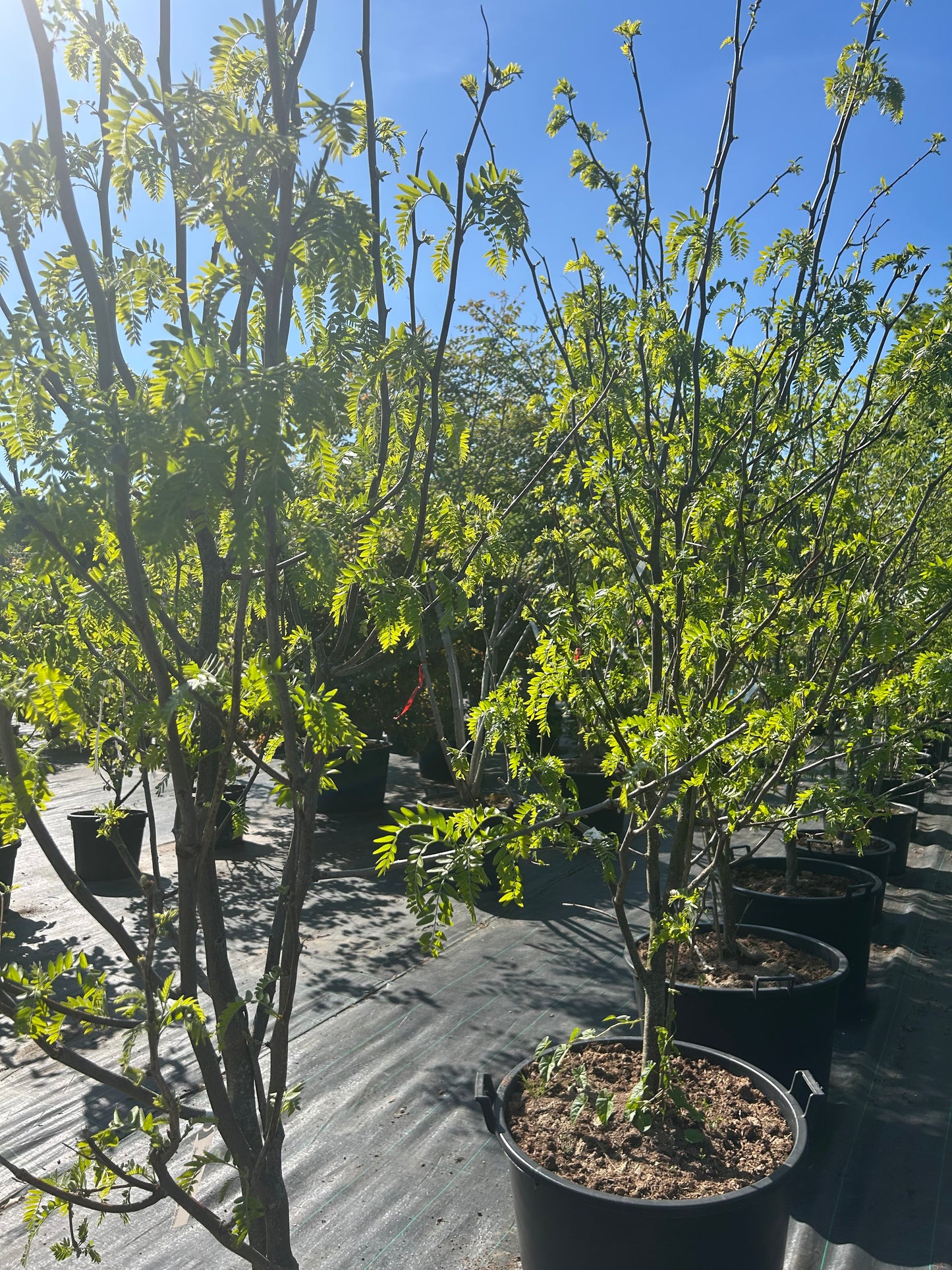 Gleditsia triacanthos 'Skyline' 200-250