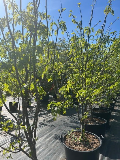 Gleditsia triacanthos 'Skyline' 200-250