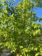 Carpinus betulus 175-200 meerstammig