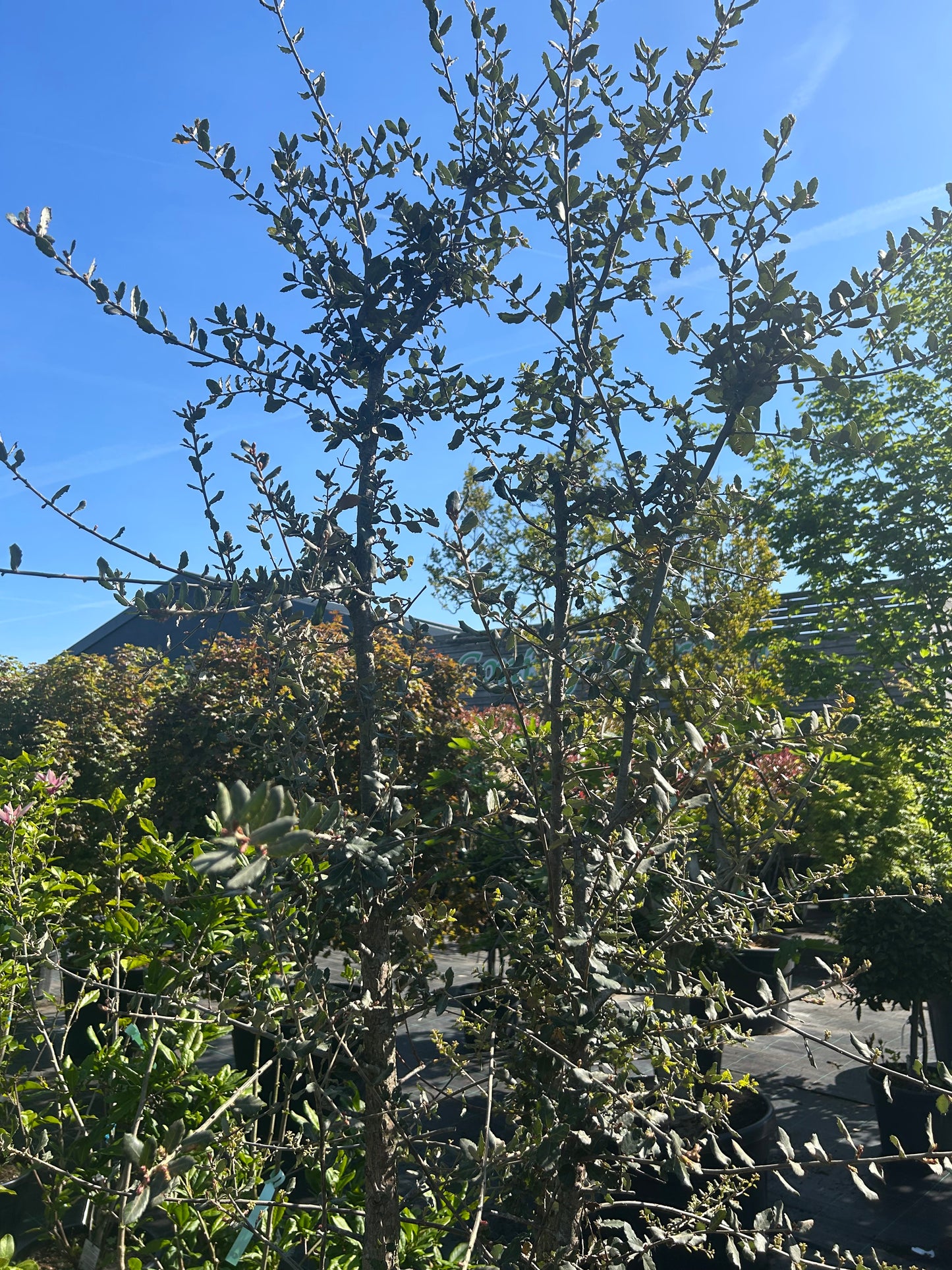 Quercus suber 200-275