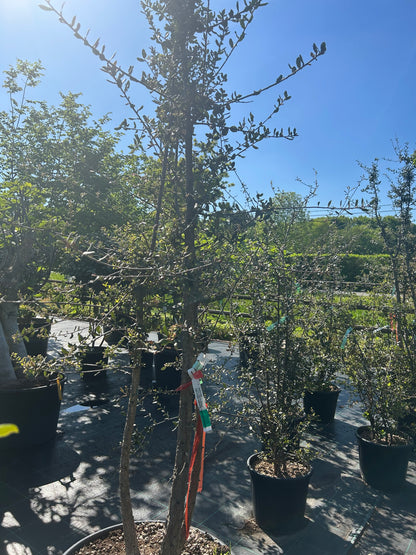 Quercus suber 200-275