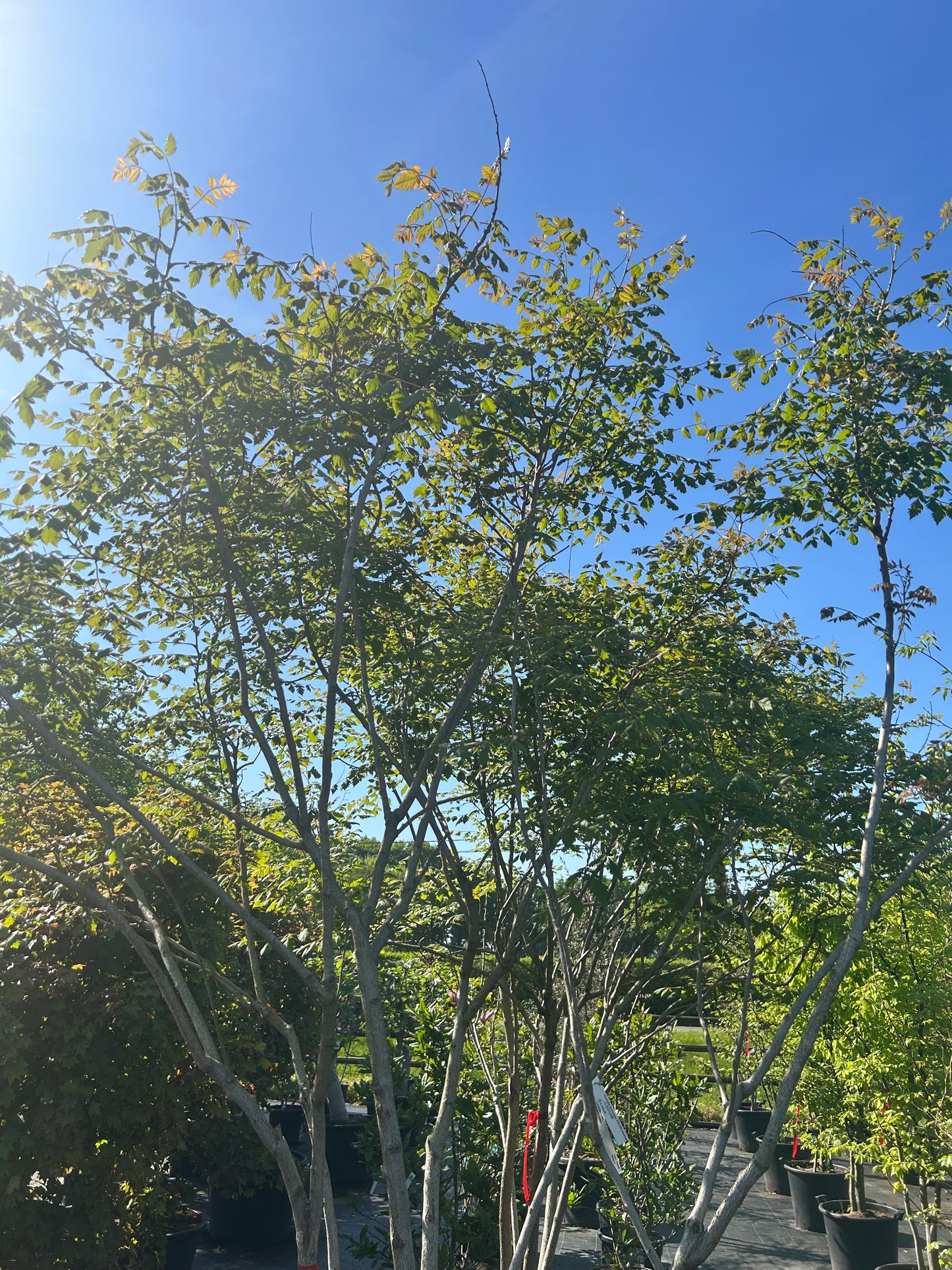 Koelreuteria paniculata 250-300 meerstammig