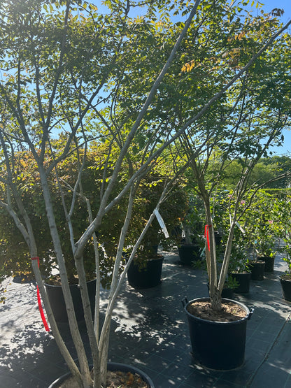 Koelreuteria paniculata 250-300 meerstammig