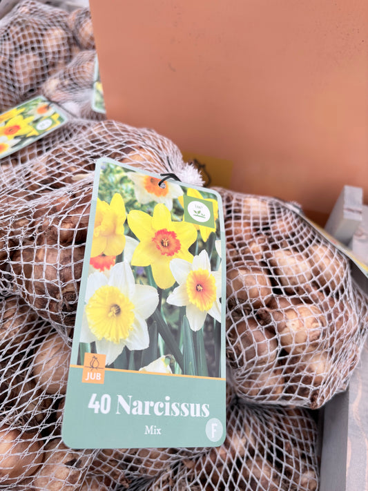 Narcissus Mix