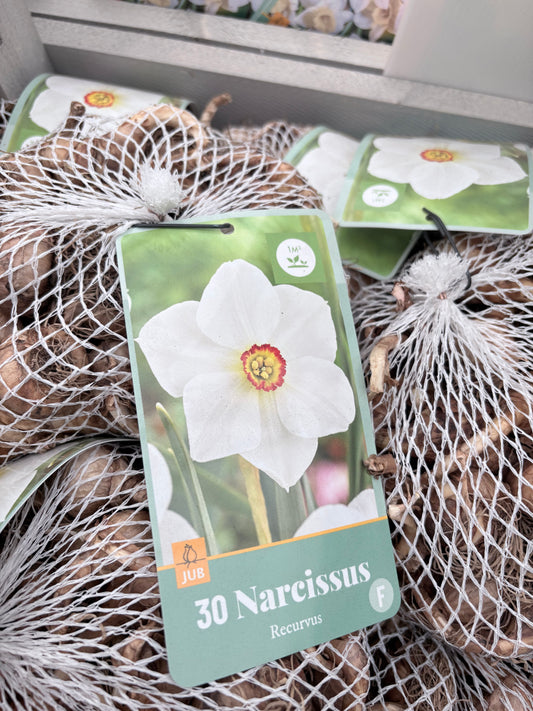 Narcissus Botanical white