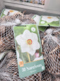Narcissus Botanical white