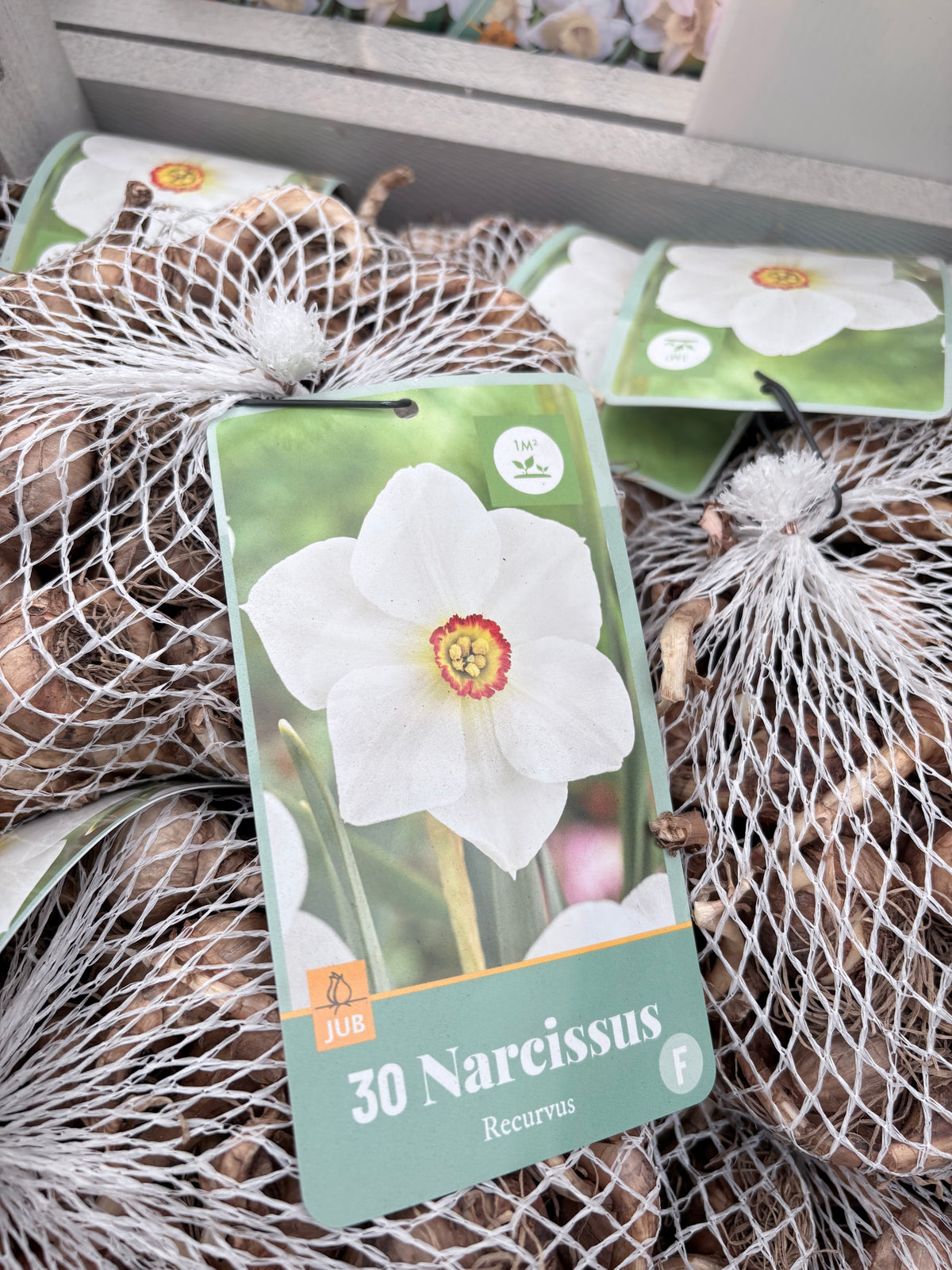 Narcissus Recurvus