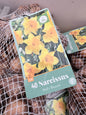 Narcissus Geel