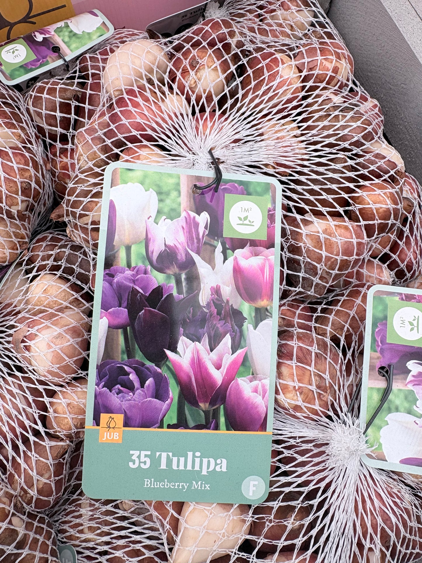 Tulipa Blueberry mix
