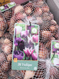 Tulipa Blueberry mix
